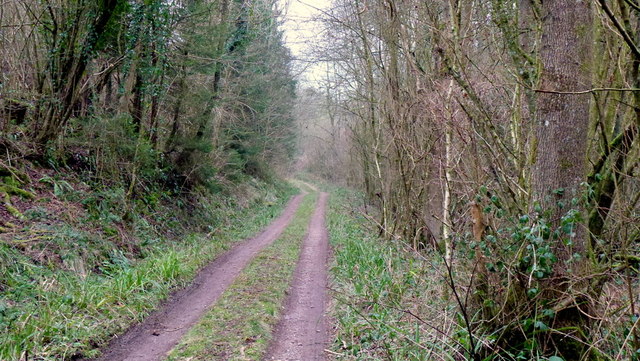 Within Clay Wood