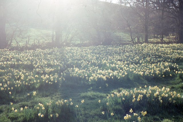 Farndale: wild daffodils