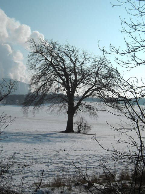 Lone tree in Fryston Park