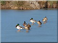 SO7758 : Ducks walk on water - Cob House Fisheries by Chris Allen