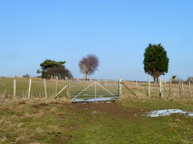 Gate and trees