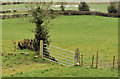 Field gate, Hillsborough (1)