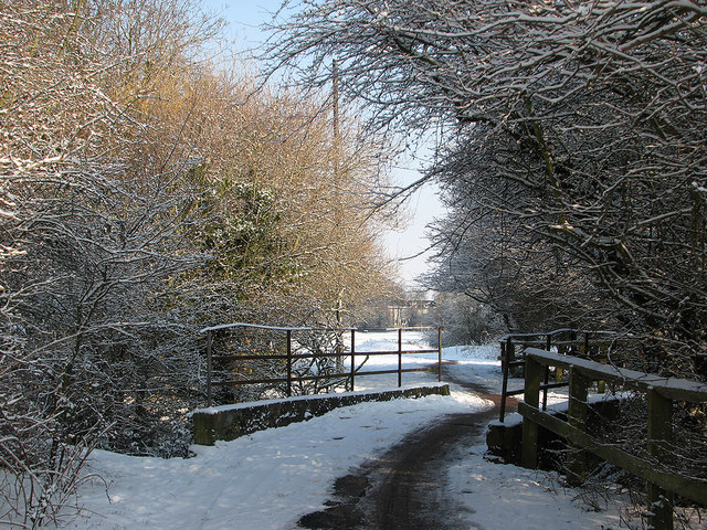Coldham's Common: bridge over the brook