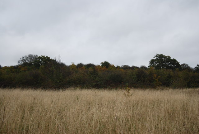 Reeds, Northward Hill Reserve