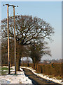 Telegraph poles on Wood