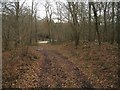 SU4043 : Path in Beechen Copse (Harewood Forest) by Mr Ignavy