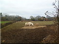 Colehill, horse grazing