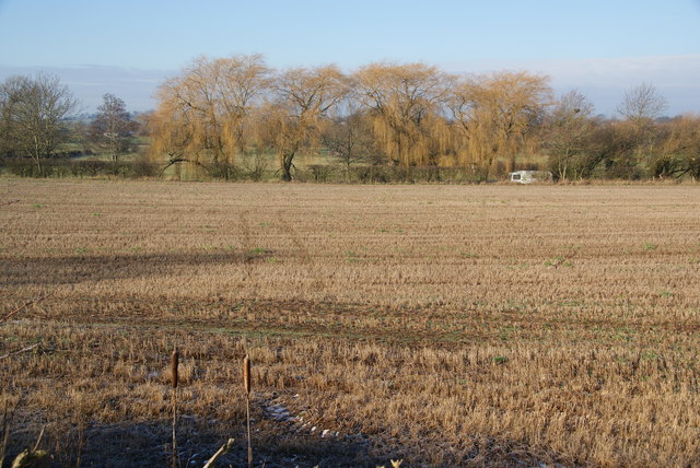 Harvested field and willows near Roseford Farm