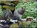 Urban squirrel in Penn, Wolverhampton