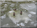 SE6051 : Canada geese on ice floe by Pauline E