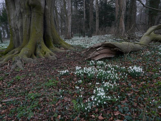 Snowdrops in the grounds of Walsingham Abbey, Norfolk