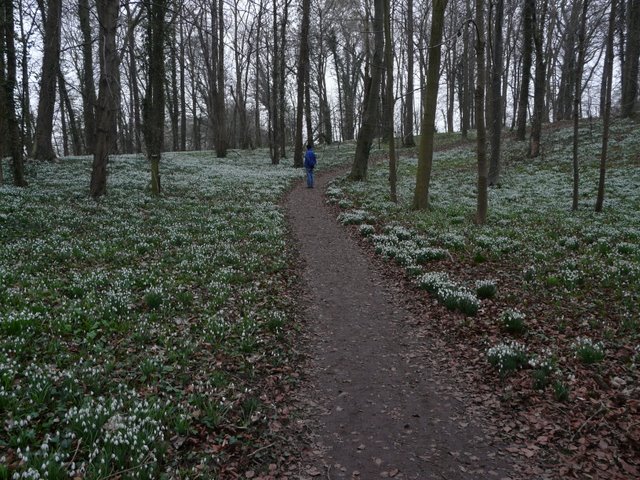 Snowdrops in the grounds of Walsingham Abbey, Norfolk
