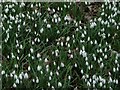 Snowdrops in the grounds of Walsingham Abbey, Norfolk