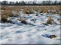 Snowy flood plain