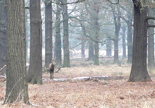 Deer in Hamcross Plantation