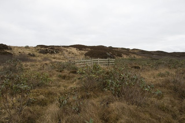 Rhododendron and Fences, Cnoc Dubh, Islay