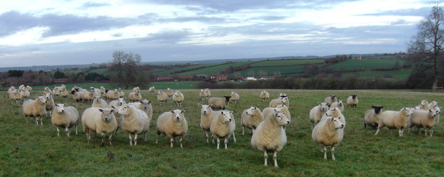 Sheep in the Blackmore Vale