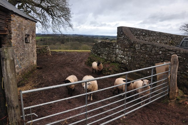Mid Devon : Sheep at Steels Cottage