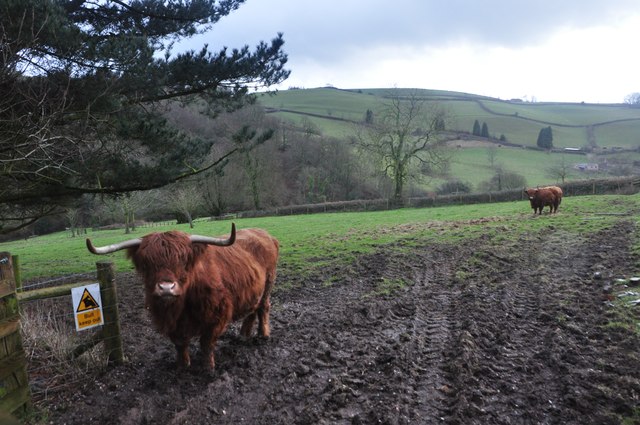 Taunton Deane : Highland Cattle