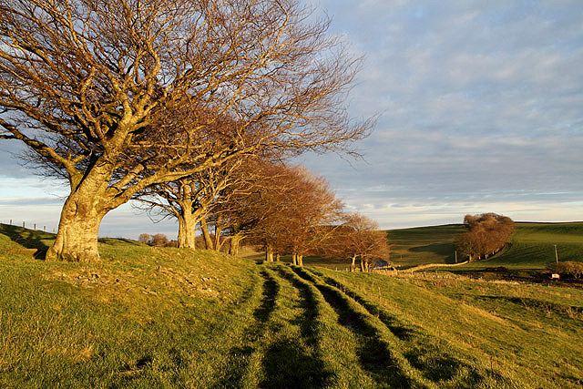 A track and trees on Selkirk Common
