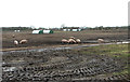 A large field of free-range pigs, Waldringfield