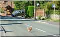 So why did the chicken cross the road?