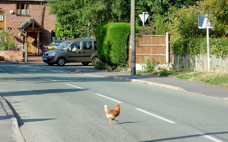 Crossing chicken