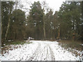 SU8353 : Coniferous woodland - Pyestock Hill by Mr Ignavy