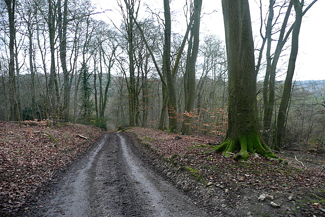 Track in Great Wood