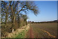 Fruit fall by the path to Brocton