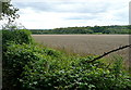 Farmland at Penbury