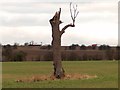 Dead tree near Cuckoo Way with the M1 motorway behind