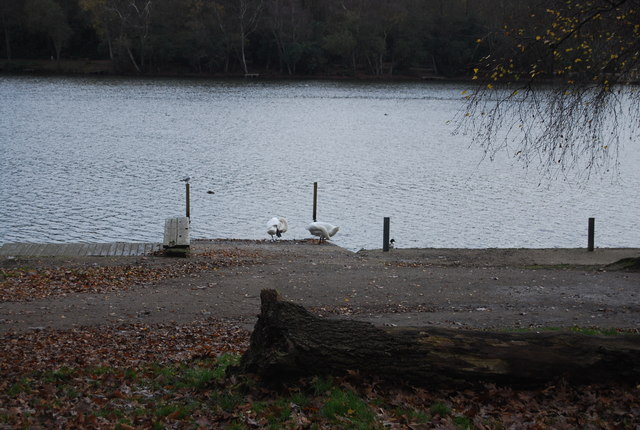 Swans, Tilgate Lake