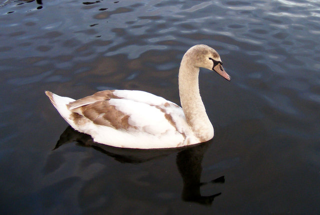 A Juvenile Mute Swan