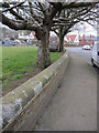 Trees and a wall in Oriel Crescent