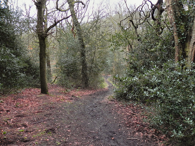 Borsdane Wood