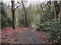 SD6306 : Borsdane Wood by David Dixon