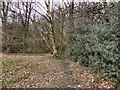 SD6306 : The Edge of Borsdane Wood by David Dixon
