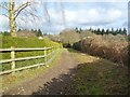 Holt Wood, bridleway