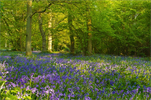 Spring in Chase Wood
