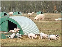 TL7271 : Pig Farming by Keith Evans