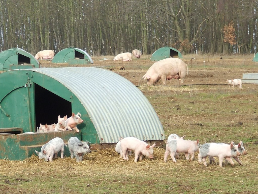 pig-farming-keith-evans-cc-by-sa-2-0-geograph-britain-and-ireland