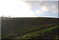 Stubble near Chilcombe