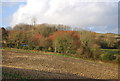 Woodland near Chilcombe