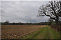 East Devon : Ploughed Field