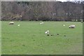 East Devon : Sheep Grazing