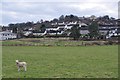 SY2593 : East Devon : Lamb & Colyton View by Lewis Clarke