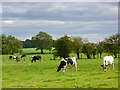 Pasture, Brignall