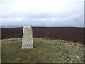 SO2163 : Trig point on Bache Hill by Mr M Evison
