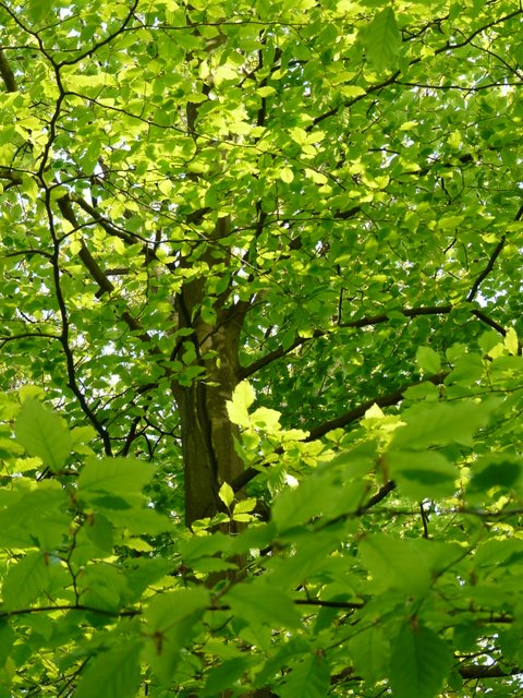 Beech trees in Lion Wood, Thorpe Hamlet